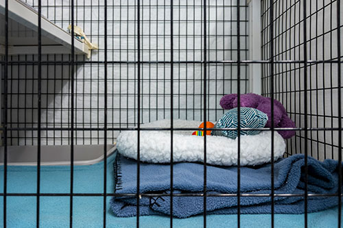 Showcase your Animal Boarding business to local Winnipeg area customers.