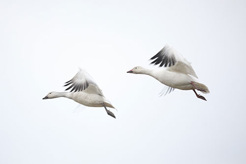 Showcasea your Winnipeg area Travel Agency services to local residents and businesses.